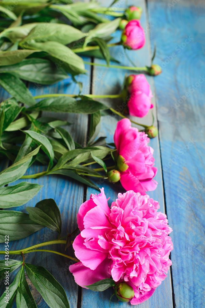 Fototapeta premium view from angle above of row pink peony flowers with green stalk and leaves lay on a blue board table, floristry element for bouquet or decorate celebrate concept
