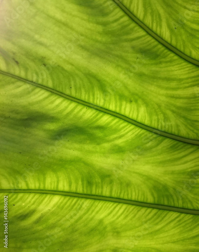 Green and yellow leaf natural background. Fresh summer or spring pattern. Backlight greenery texture. Ecological healthy wallpaper  vertical orientation.