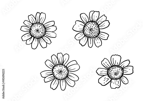 Fototapeta Naklejka Na Ścianę i Meble -  Chamomile illustration, drawing, engraving, ink, line art, vector