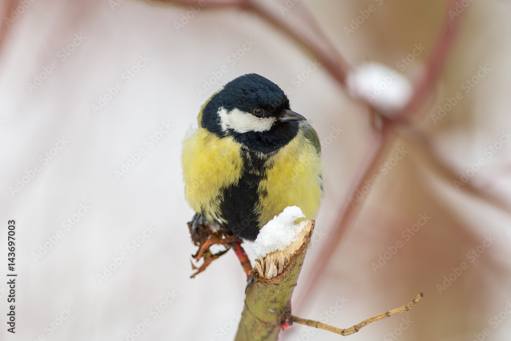 Fototapeta premium Portrait of a titmouse closeup