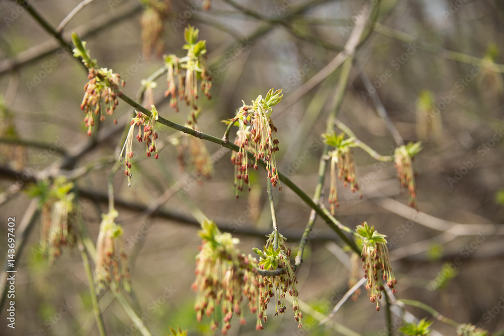Spring greens in a defocus / background