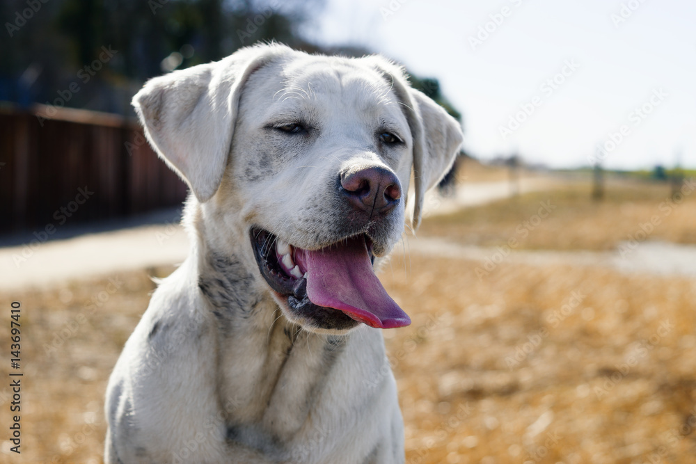 Glücklicher labrador retriever hund mit heraushängender zunge in der sonne
