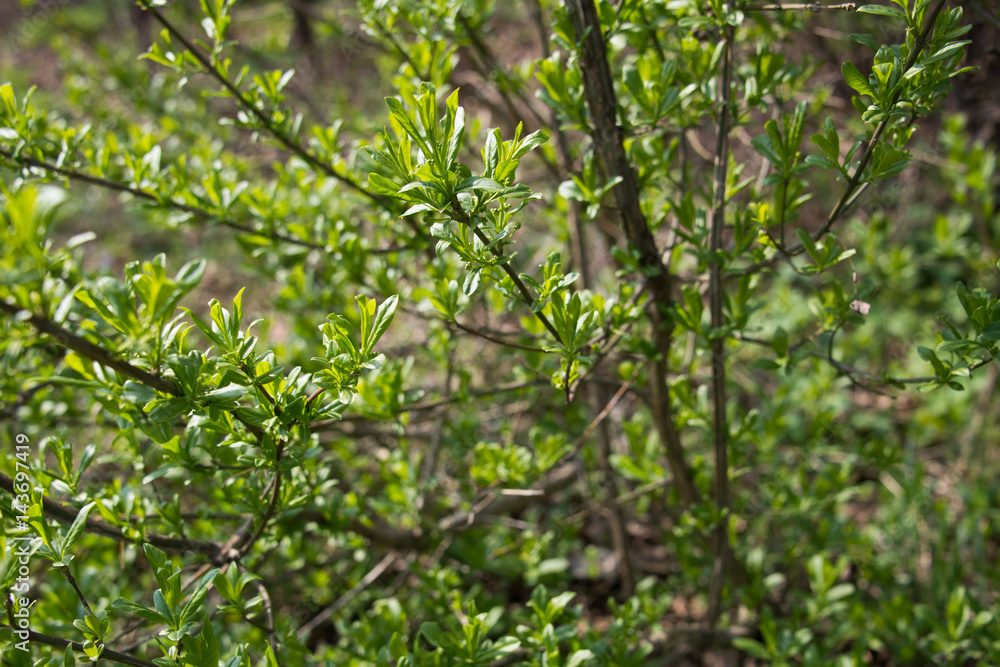 Spring greens in a defocus / background Spring greens in a defocus / background