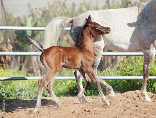 running arabian little foal with mom