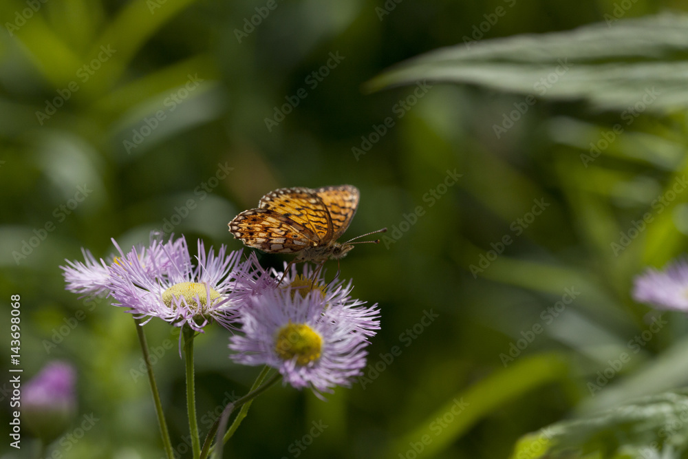Orange butterfly foraging in pink aster flowers isolated on a blurry background Orange butterfly foraging in pink aster flowers isolated on a blurry background