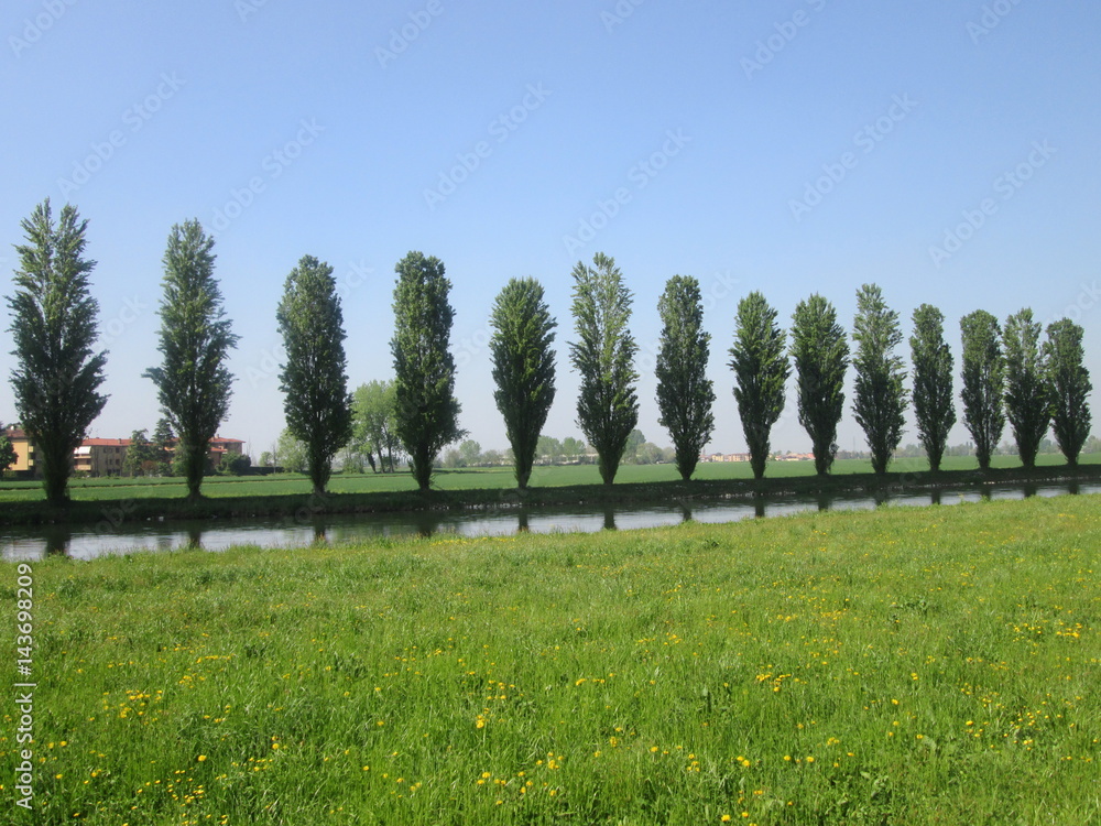 Fototapeta premium Alberi in fila lungo il fiume
