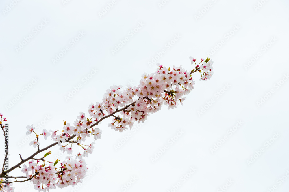 Fototapeta premium Beautiful cherry blossom sakura in spring time over blue sky.