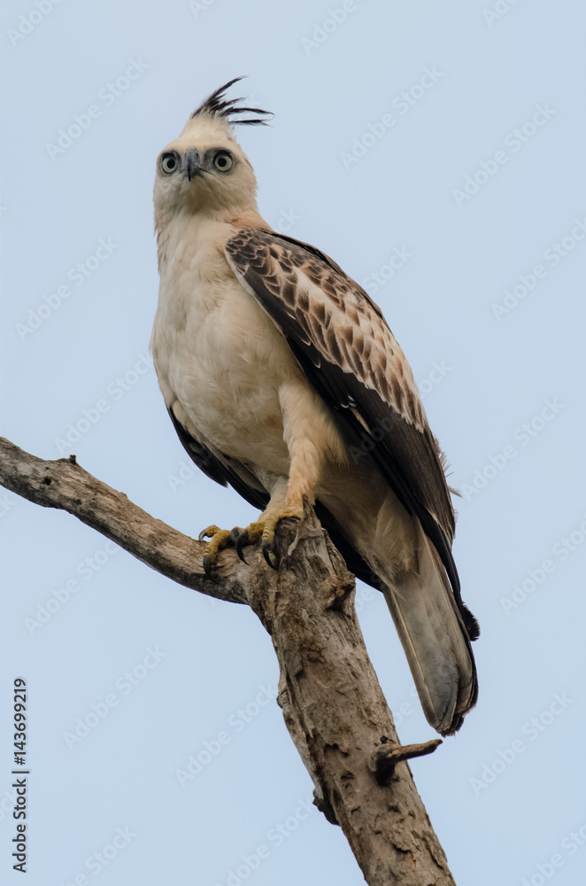 Fototapeta premium Photo