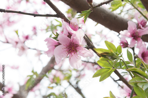 Fotografia, Obraz Beautiful cherry blossom sakura in spring time over blue sky.