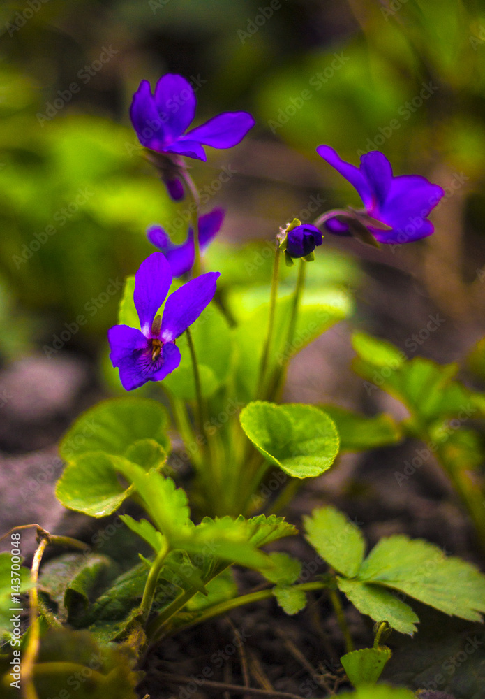 Flowers violets. Wood violets flowers close up. viola odorata Flowers violets. Wood violets flowers close up. viola odorata