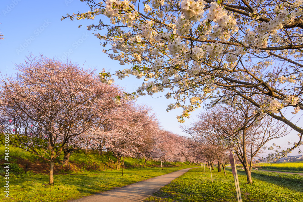 Obraz premium 朝の桜並木