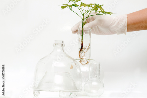 Green plants in biology research lab. Genetically Modified Organisms. Biochemistry lab plants. 