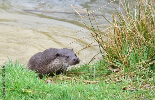 Otter on Riverbank