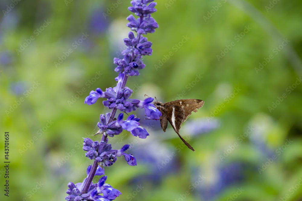 Fototapeta premium Long tailed skipper on blue salvia