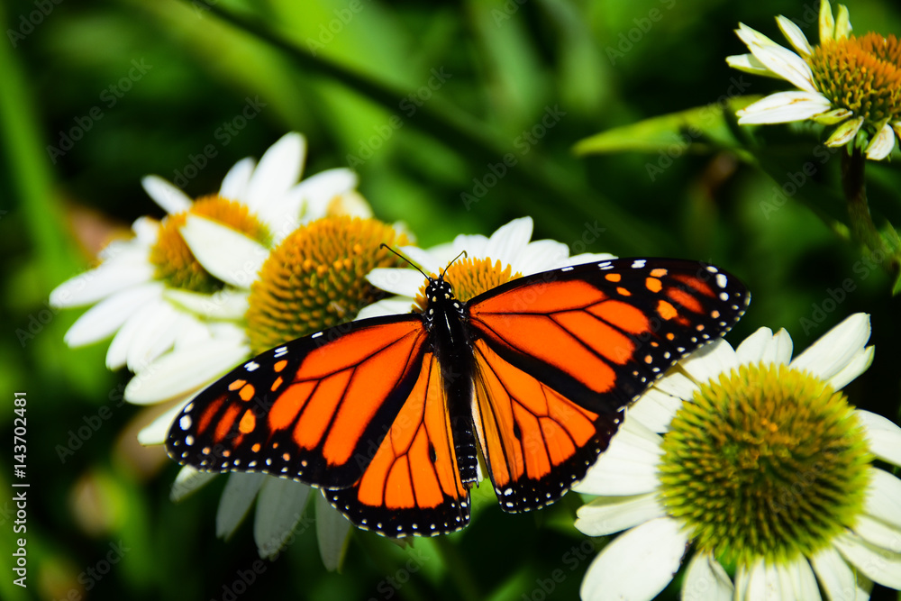 Monarch butterfly feeding on white cone flowers Monarch butterfly feeding on white cone flowers