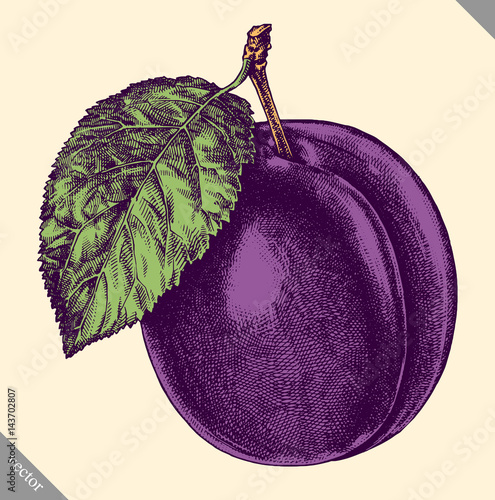 Engrave isolated plum hand drawn graphic vector illustration
