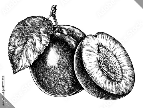Engrave isolated plum hand drawn graphic vector illustration