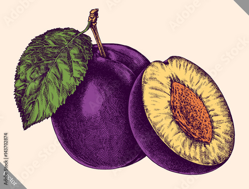 Engrave isolated plum hand drawn graphic vector illustration