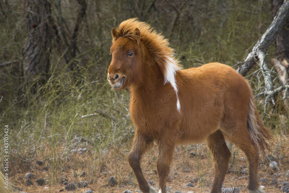 Foal runs through the woods on Assateague Island, Maryland. Foal runs through the woods on Assateague Island, Maryland.