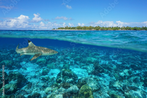 Over and under sea surface with an island and a shark underwater, Tiputa pass, Rangiroa atoll, Tuamotu, French Polynesia, Pacific ocean
 photo