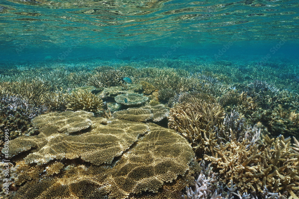 Fototapeta premium Underwater coral reef in good condition in the south Pacific ocean, lagoon of Grande Terre, New Caledonia 