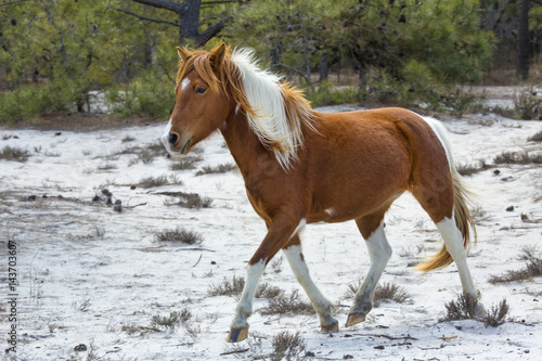 Fototapeta Naklejka Na Ścianę i Meble -  Wild horse walks in sandy woods on Assateague Island, Maryland.