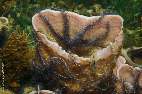 Foto Sea sponge Callyspongia vaginalis colonized by brittle stars, underwater marine