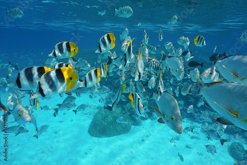 Shoal of fish (butterflyfish with snapper and damselfish) underwater in the lagoon of Rangiroa, French Polynesia, Tuamotu, Pacific ocean 