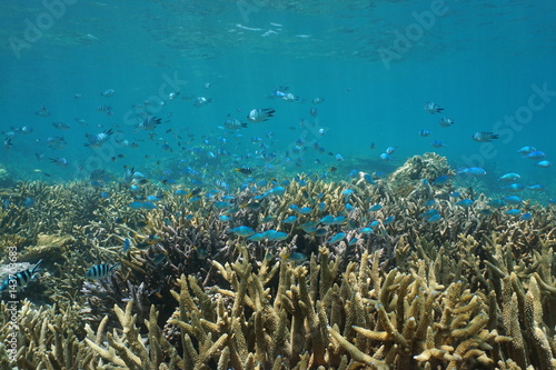 Underwater coral reef with fish shoal of various species of damselfish over staghorn corals, south Pacific ocean, New Caledonia 