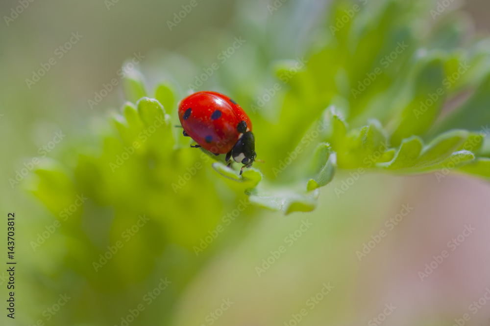 Fototapeta premium ladybird