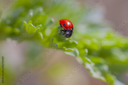 ladybird © frijasswa