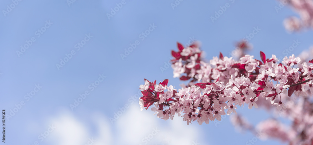 Blooming tree with pink flowers.