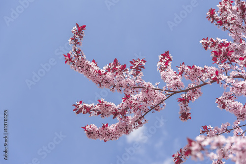 Blooming tree with pink flowers.