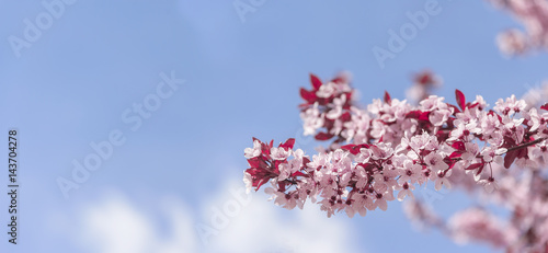 Blooming tree with pink flowers.