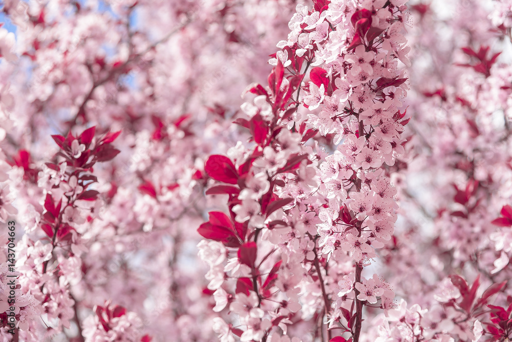 Blooming tree with pink flowers. Blooming tree with pink flowers.