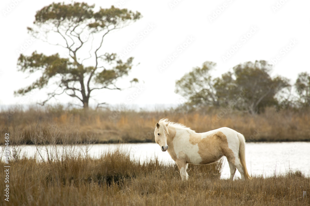 Wild horse stands in marsh grasses on Assateague Island, Maryland. Wild horse stands in marsh grasses on Assateague Island, Maryland.
