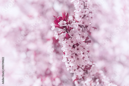 Blooming tree with pink flowers. © Denis Rozhnovsky