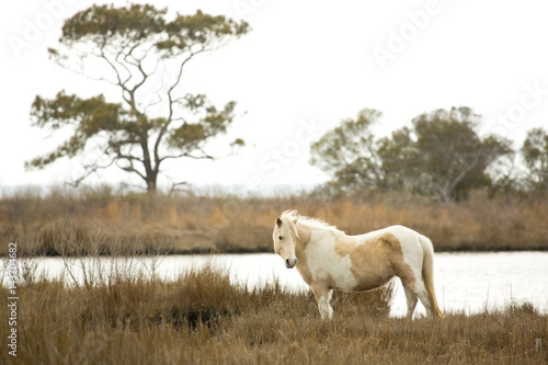 Wild horse stands in marsh grasses on Assateague Island, Maryland.