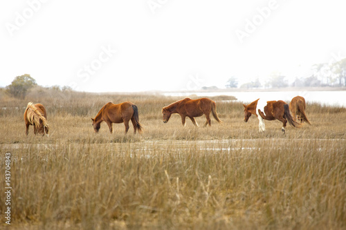 Wild horses graze marsh grasses on Assateague Island, Maryland. photo