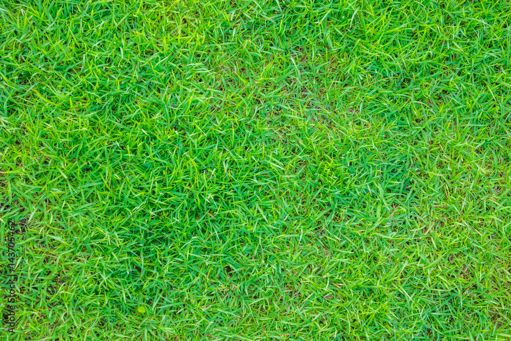 Close-up image of fresh spring green grass . Close-up image of fresh spring green grass .