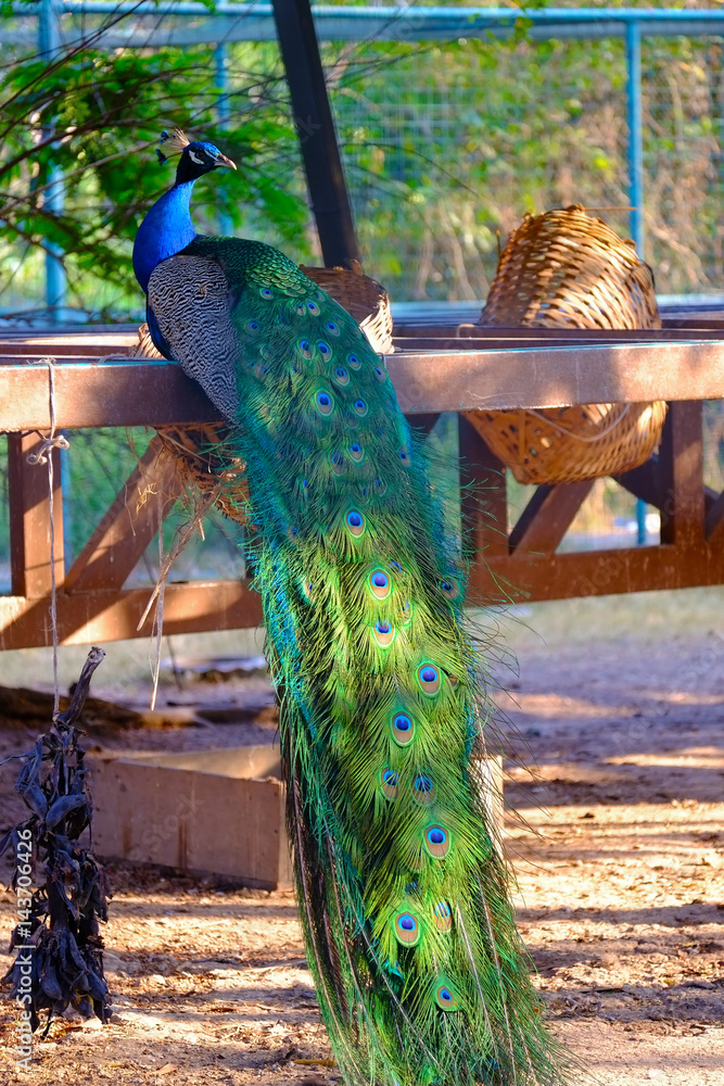 Obraz premium peacock
