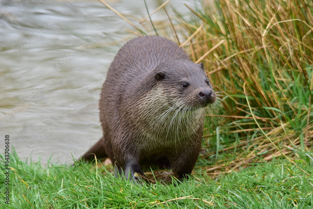 Otter Otter