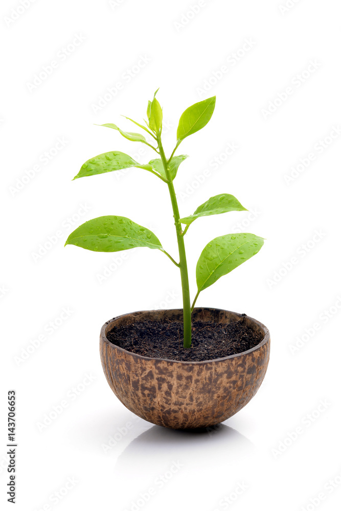 Young plant on white background Young plant on white background
