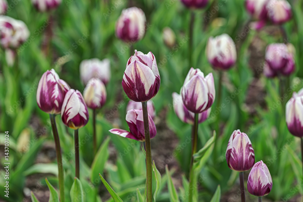 Fototapeta premium Purple and white tulips in a spring