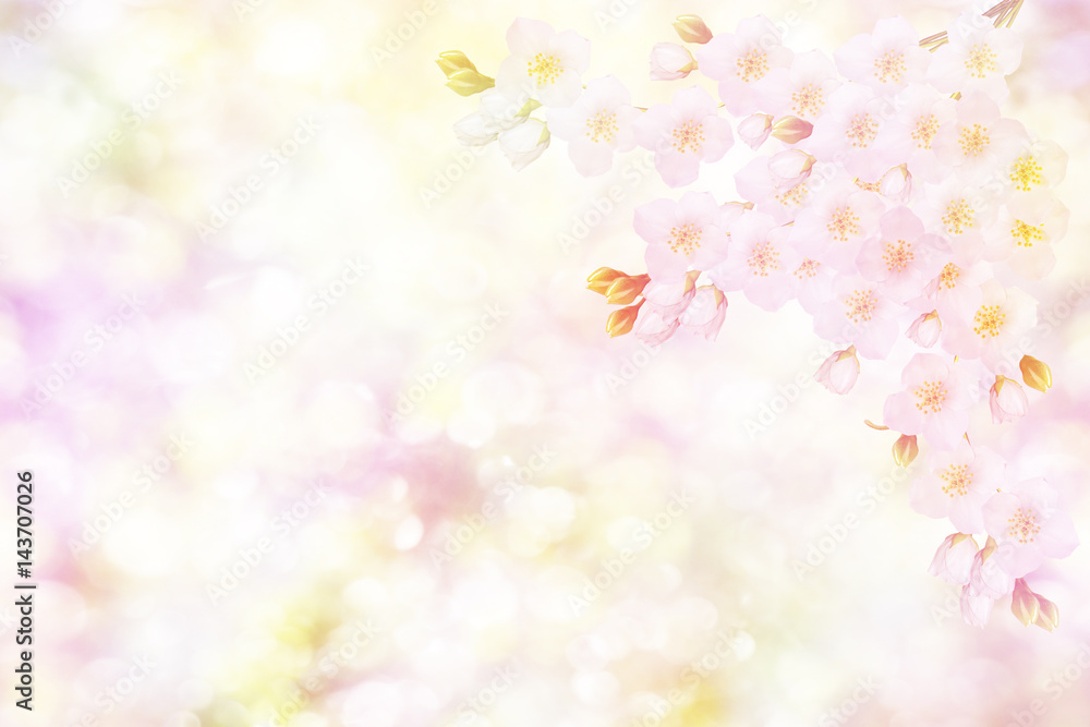 White jasmine The branch delicate spring flowers White jasmine The branch delicate spring flowers