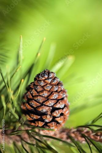 Pine cone on a green background