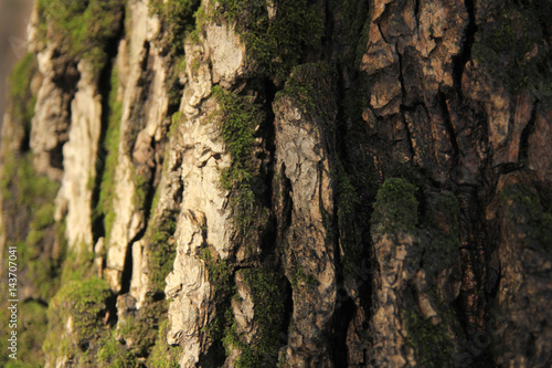 Oak bark