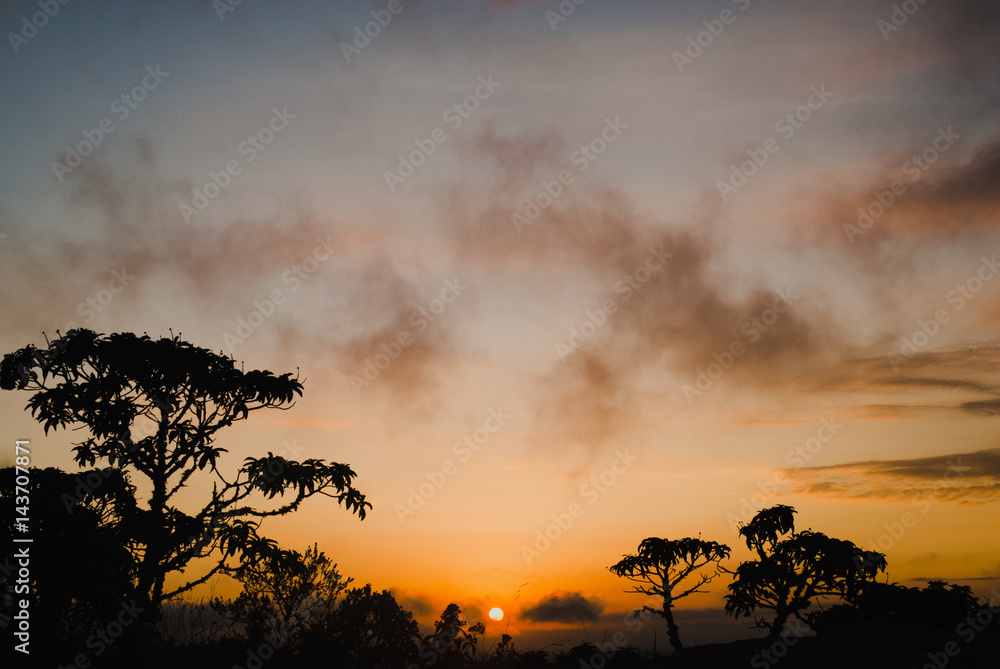 Naklejka premium Trees silhouettes at sunrise in Brazil