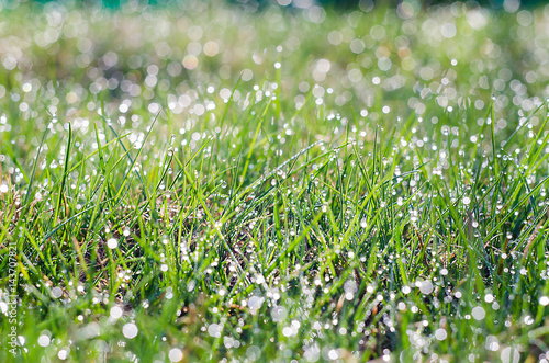 Small drops of dew on fresh green grass in the morning