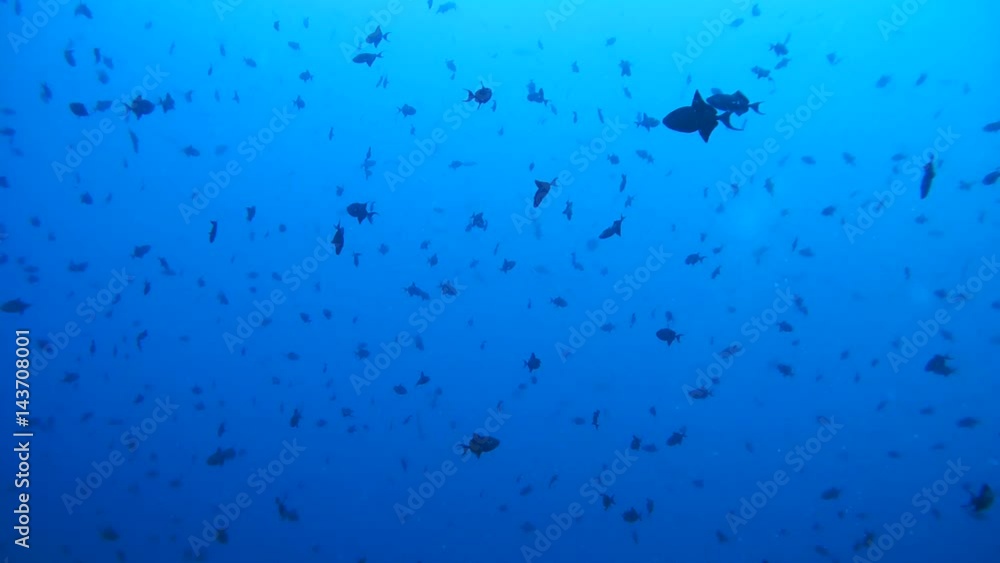 school of fish red-toothed triggerfish (Odonus niger) in blue water, Indian Ocean, Maldives
school of fish red-toothed triggerfish (Odonus niger) in blue water, Indian Ocean, Maldives